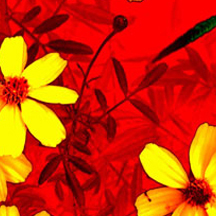 手机号连环呼叫软件