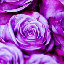 引领价值创造的网络短信呼叫软件虚拟号码